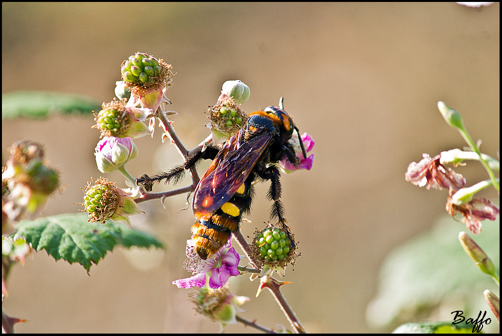 Megascolia maculata maculata - Lussino (Croazia)